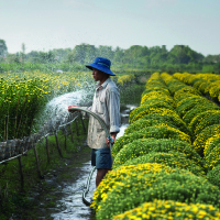 Photo: Quang Nguyen Vinh / Pexel