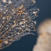 Worn and crumbled butterfly wing. Photo by Dominik Scythe on Unsplash