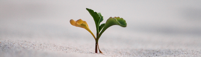  closeup photography of plant on ground, photo by Jeremy Bishop on Unsplash