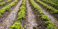 Strawberry plants growing in rows on a brown soil, Lusaka, Zambia. Photo by Vije Vijendranath on Unsplash